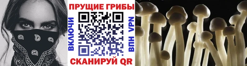 kraken как зайти  как найти   Хадыженск  Псилоцибиновые грибы мухоморы 